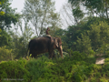 Elefanten sind omnipräsent im Chitwan Nationalpark